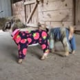 Here Are Baby Goats in Pajamas to Kick Off Your Day