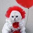 It Is the Reason I Hate Clowns, but This Cat Dressed as Pennywise Is Absolutely Hilarious