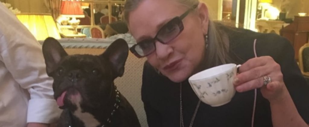 Carrie Fisher's Dog, Gary, Instagrams