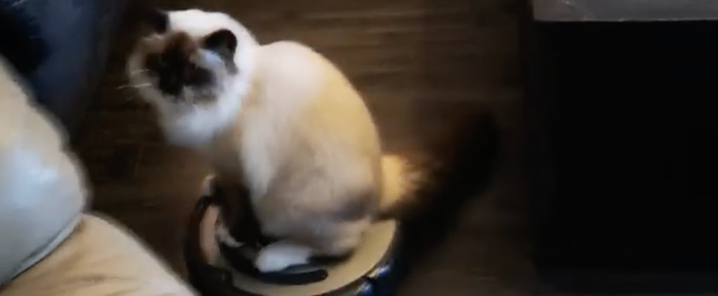 Cat Riding on Roomba Vacuum | Video