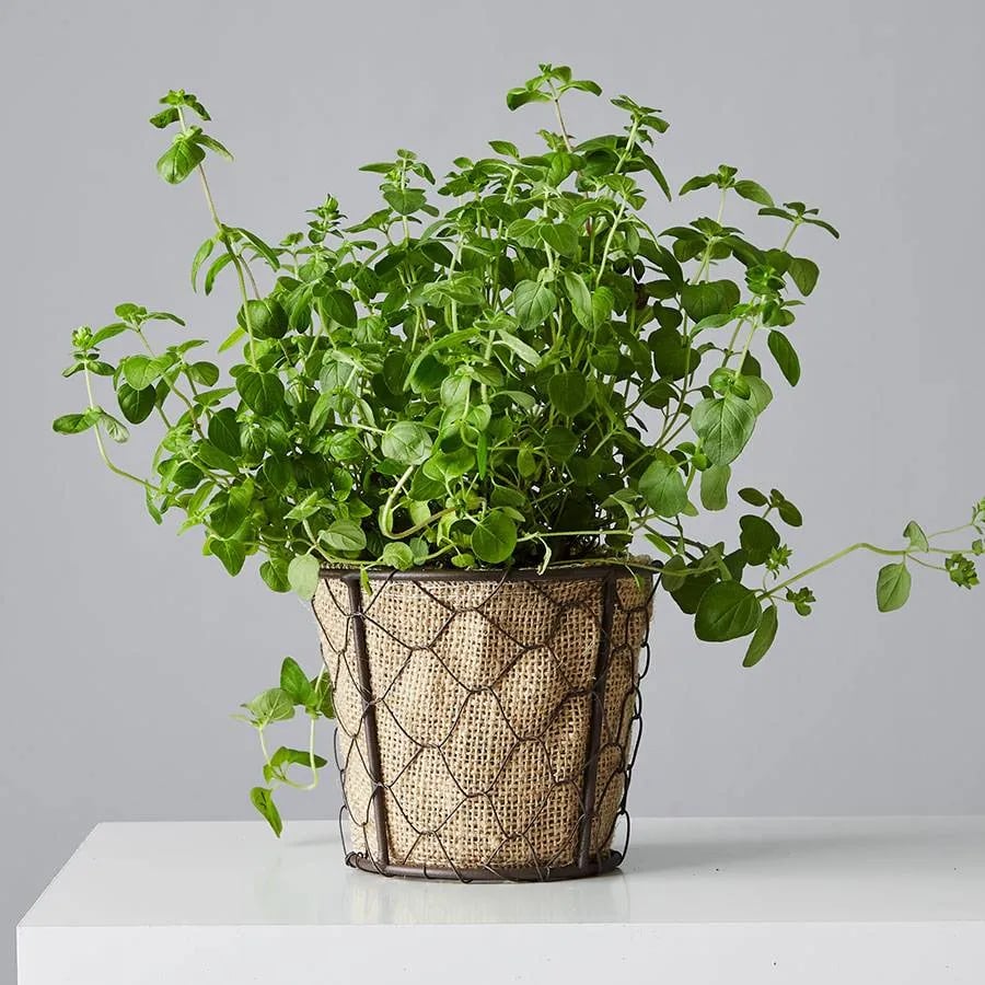 Oregano Plant