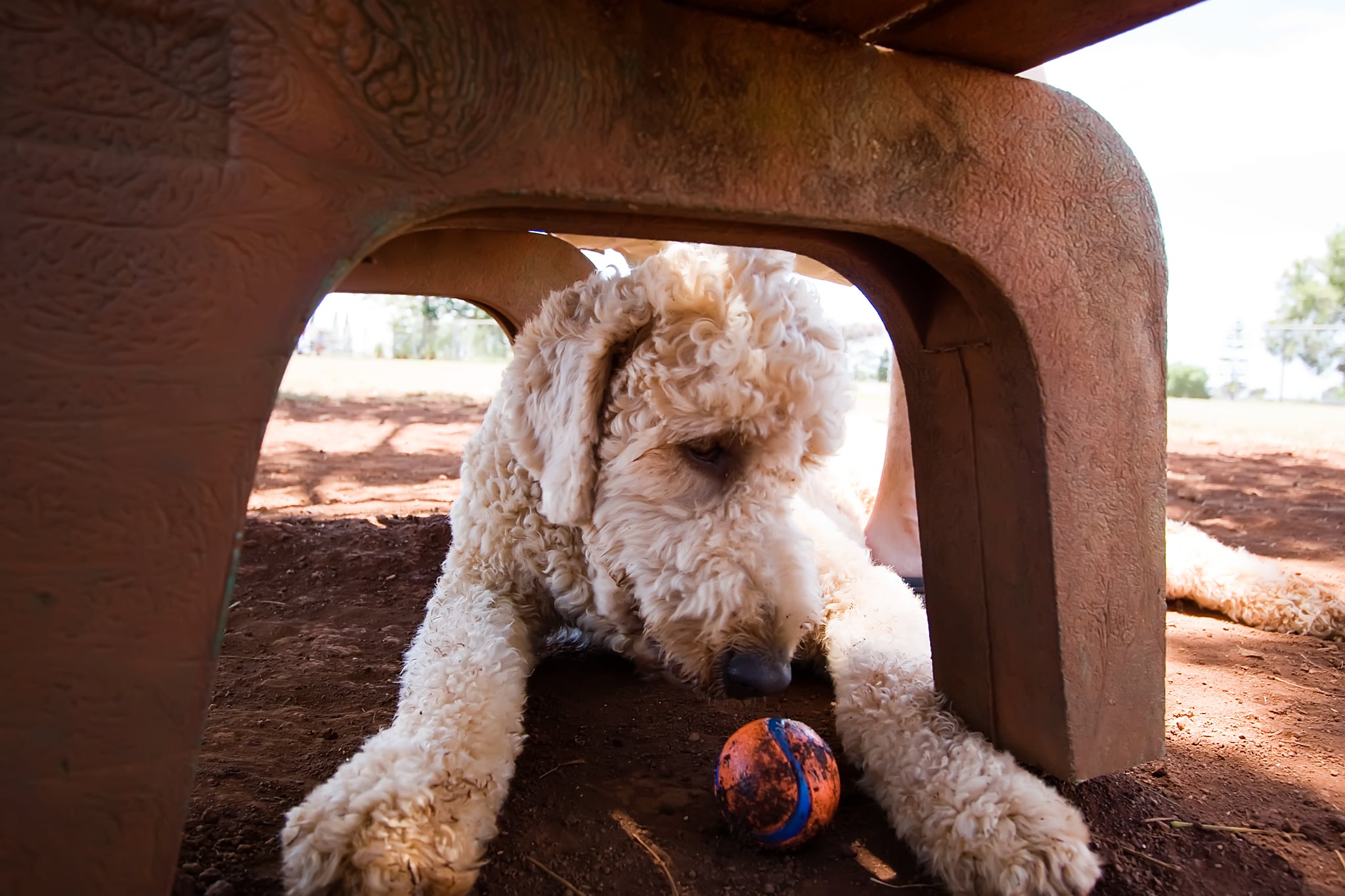 450 sales lb poodle