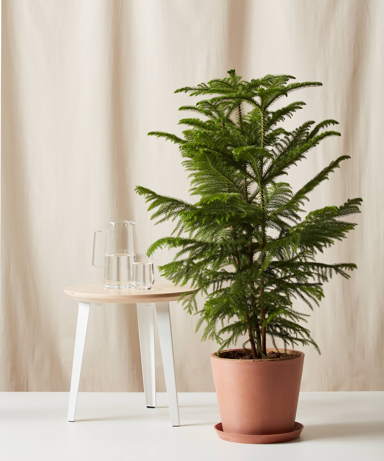 Bloomscape Norfolk Pine Indoor Plant This Potted Pine Is The Perfect Christmas Tree Alternative And It S Delivered To Your Door Popsugar Home Photo 2