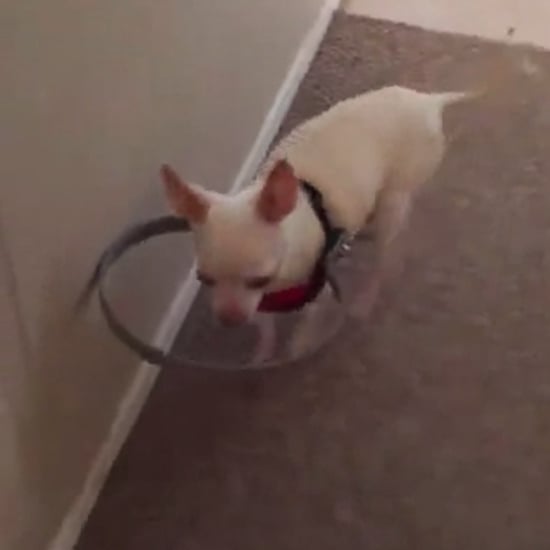 Owner Makes Device to Help Blind Dog See