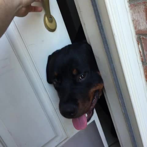 Your dog has convinced you to stay home from work just by being cute.