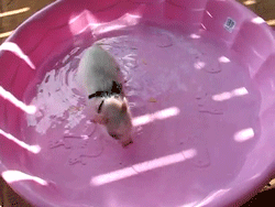 Pig GIFs