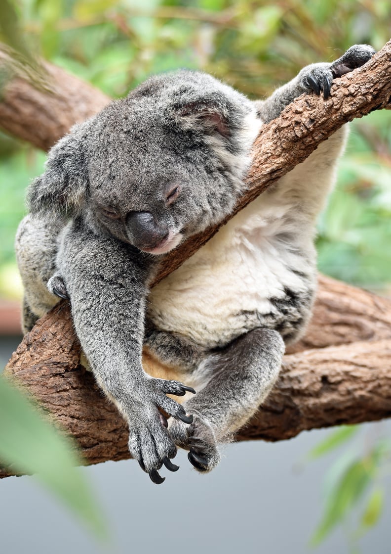 This koala, who stopped caring what you thought a LONG time ago.