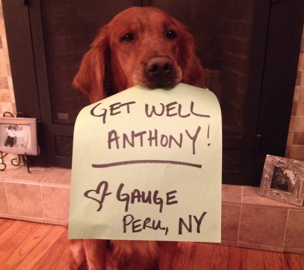 Photo Doggies For Anthony Facebook Movement