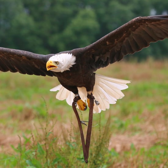 Endangered Species Act Under Threat
