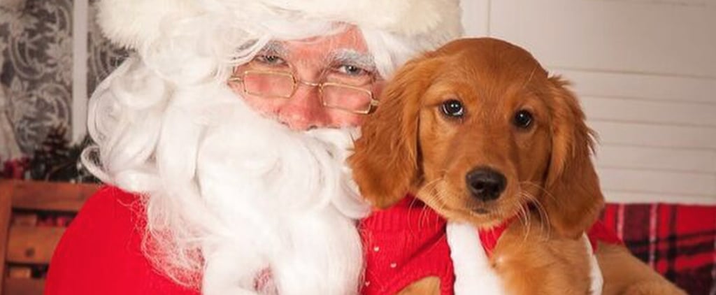 Pictures of Dogs With Santa