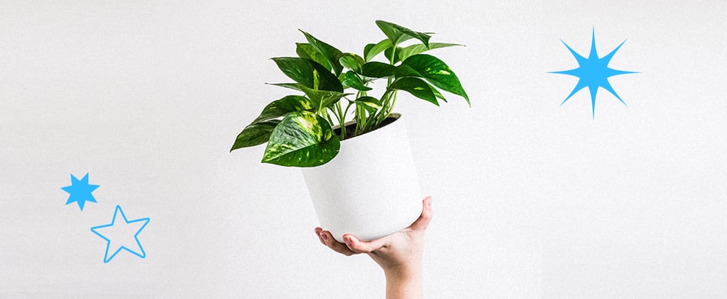 The Best Houseplants For Cold and Flu