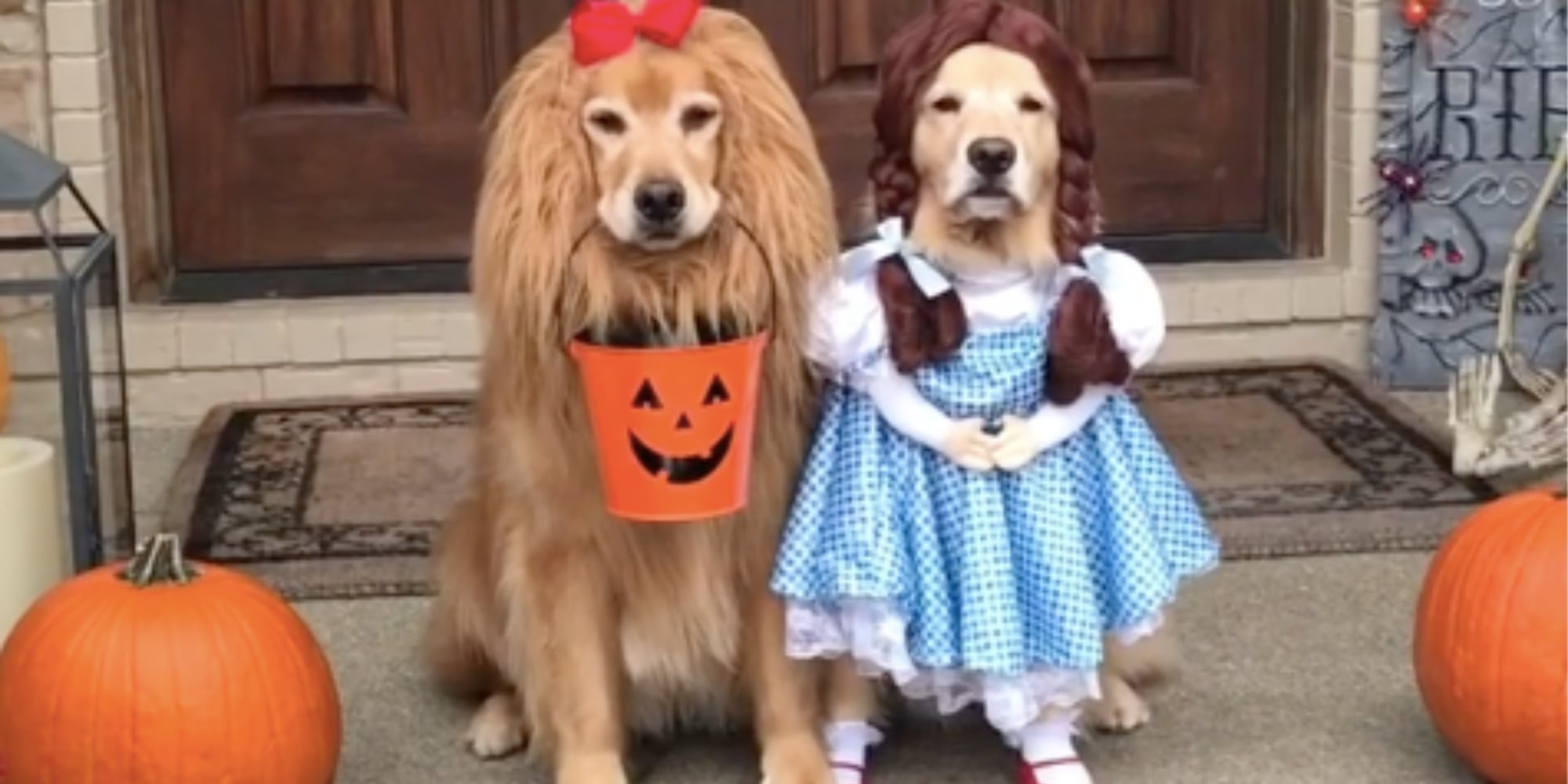 Golden retrievers sale in costumes