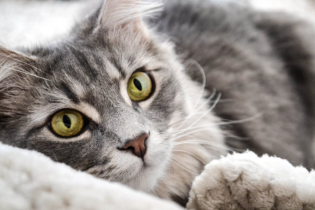 What's cozier — the fleece blanket or this fluffy kitten?