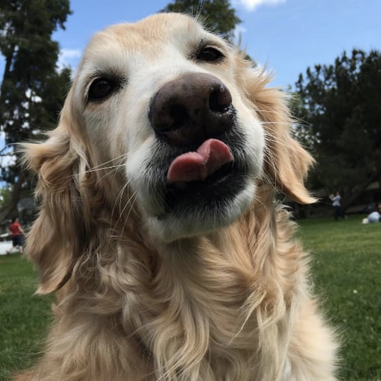 Cognition Test For Dogs