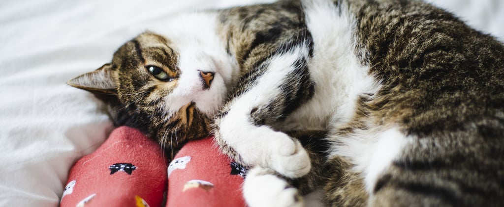 Why Does My Cat Attack My Feet?