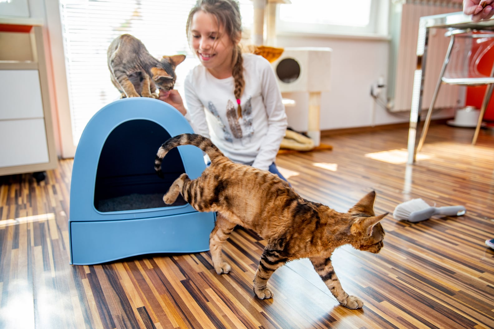 How to Control Litter Box Odor POPSUGAR Pets
