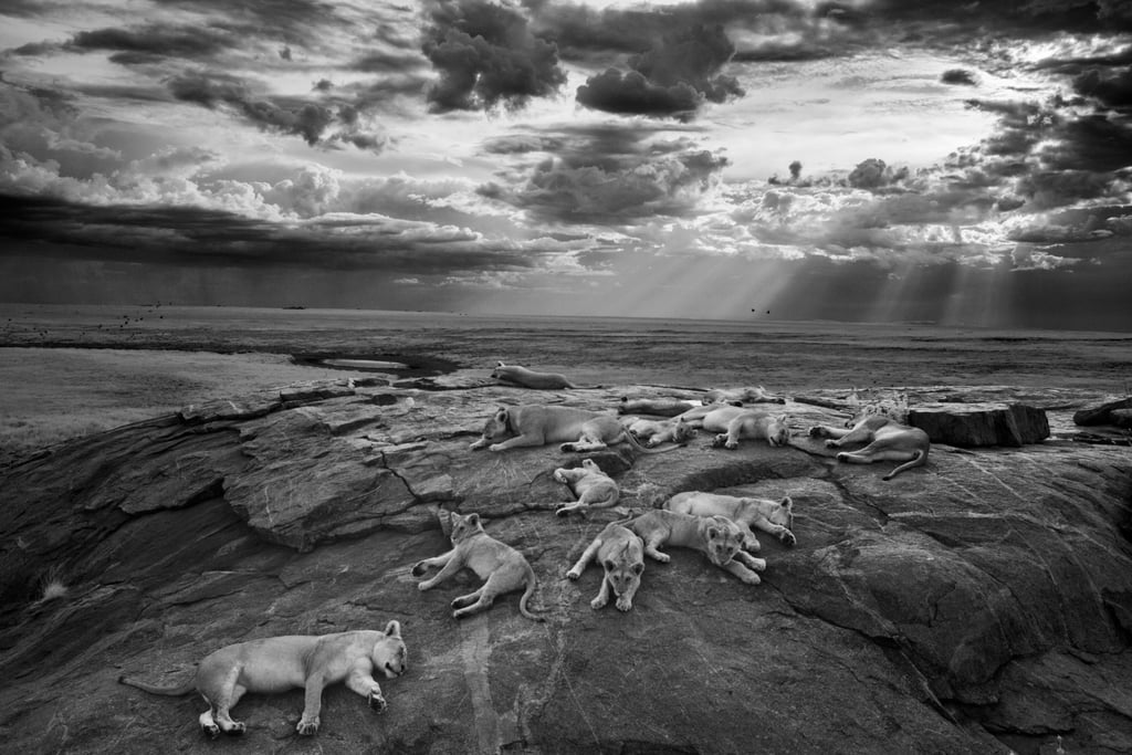 Michael Nichols — Nature and Wildlife