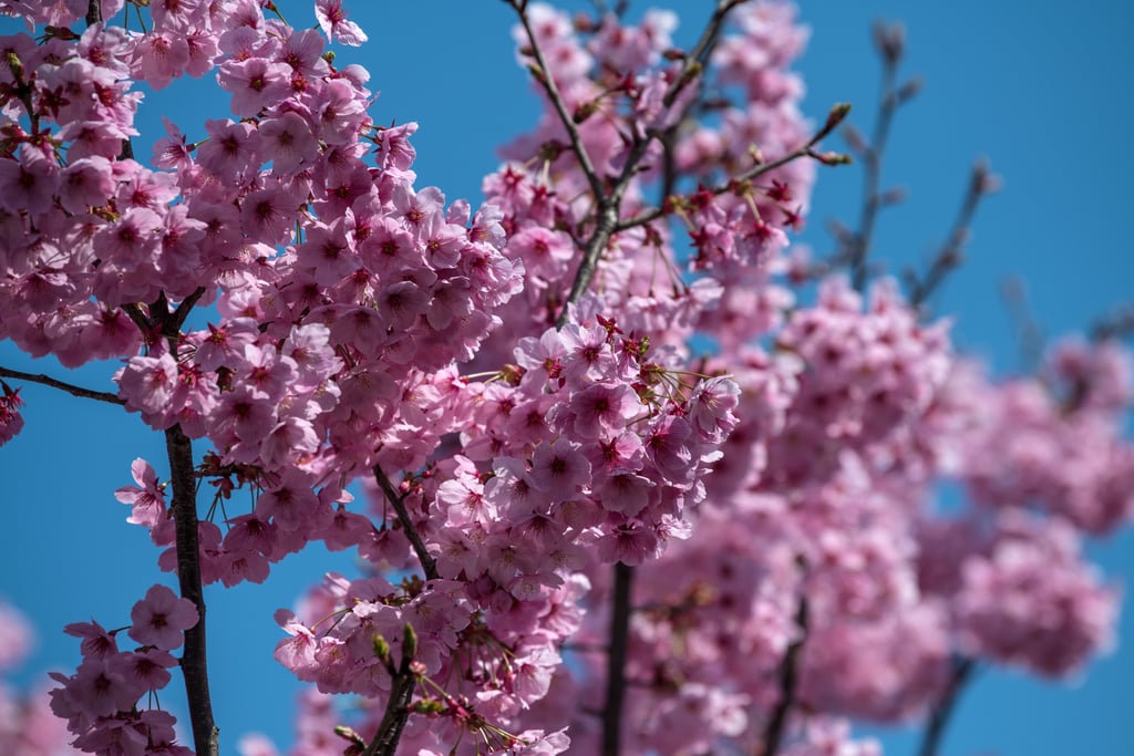 Japan Cherry Blossom Photos 2018