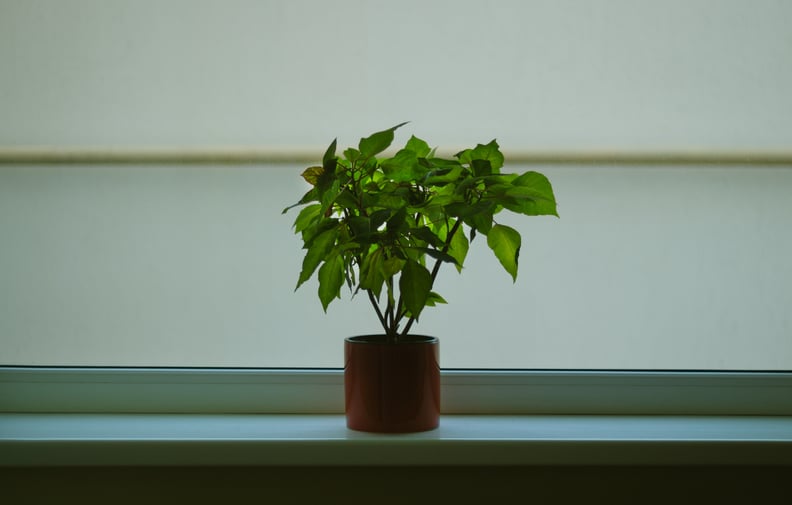 Create an indoor garden with potted plants.