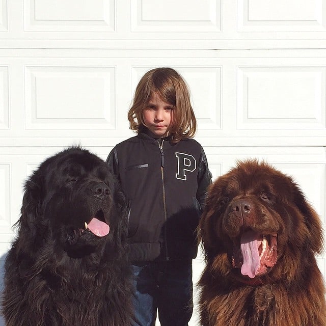 Photos of Boy With His Dogs and Horse