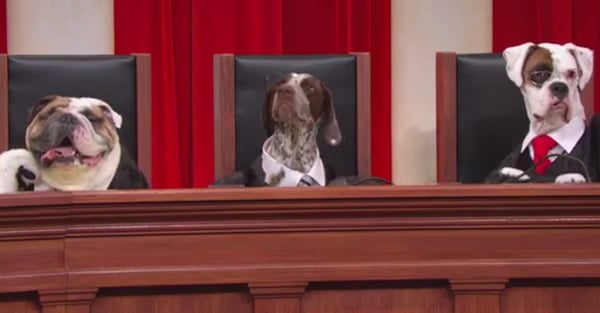 Supreme Court Reenactment With Dogs on John Oliver Video POPSUGAR