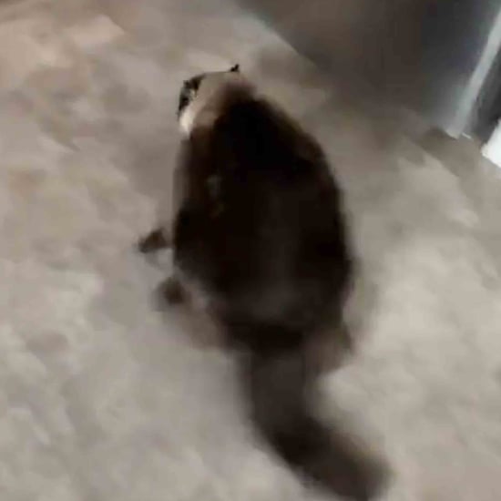 Viral Video of a Cat Running From the Sound of a Smoke Alarm