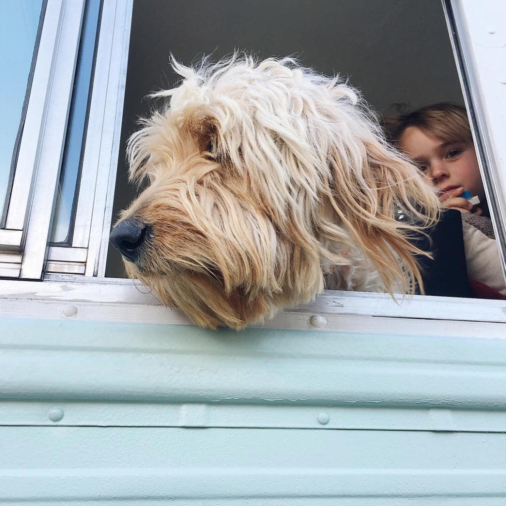 Meet the family's 65-pound Goldendoodle.