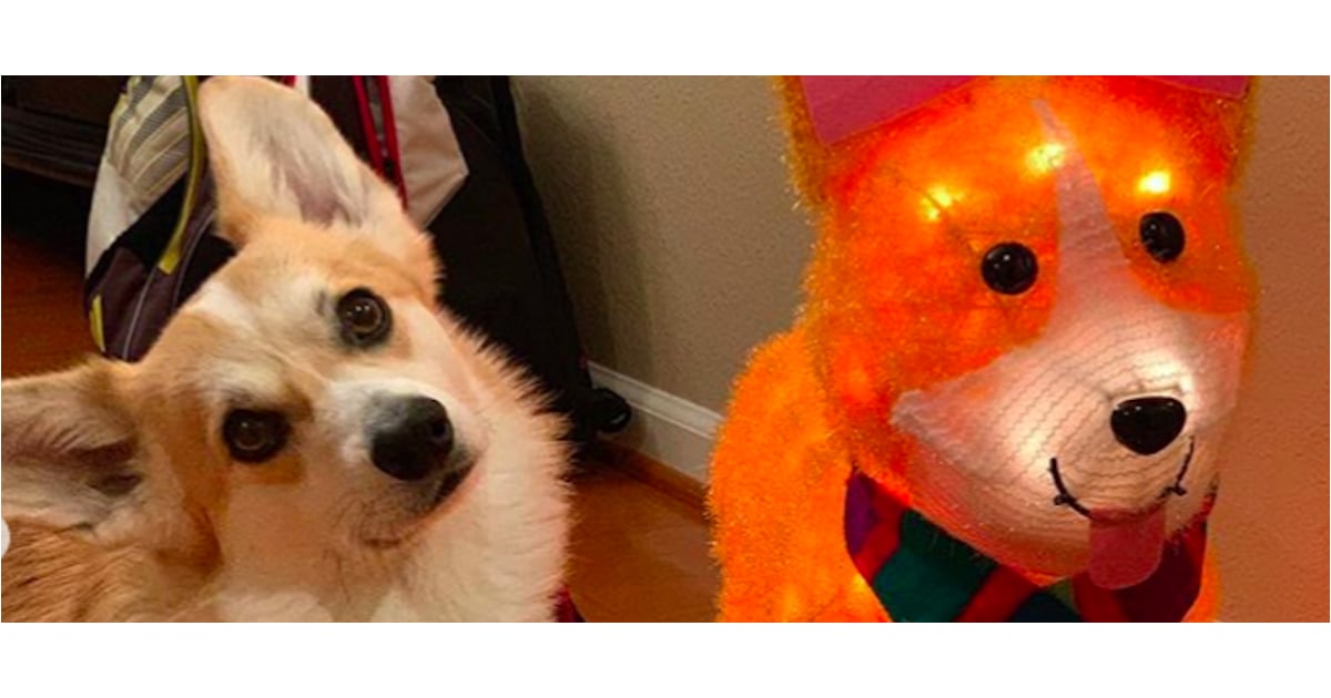 Stuffed corgis at target store