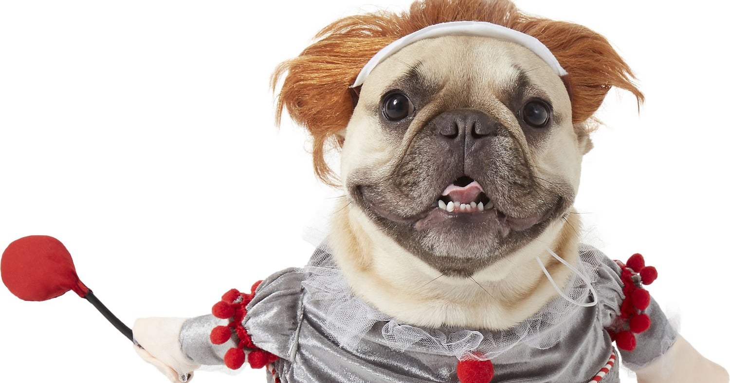 Dog dressed as it new arrivals clown