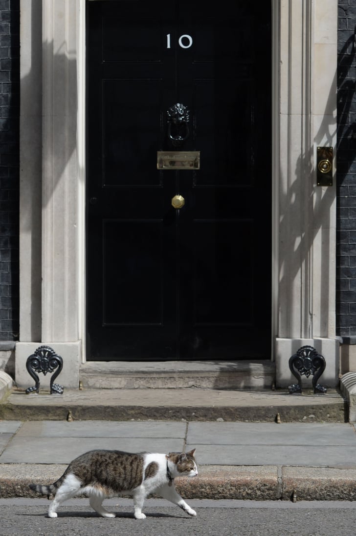 Larry the Cat at 10 Downing Street POPSUGAR Middle East Pets Photo 8