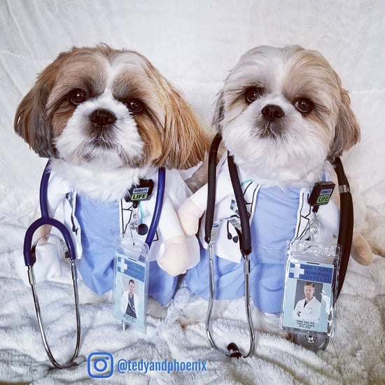 Dogs Dressed As Grey's Anatomy Doctors