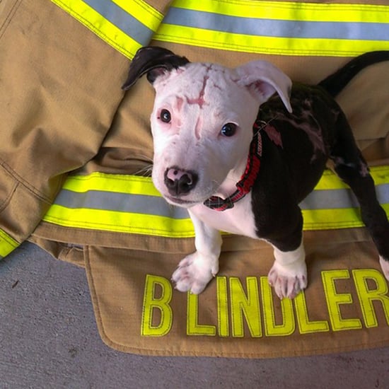 Puppy Adopted by Firefighter (Video)