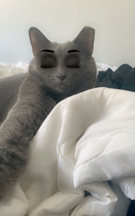 Cat Face on Dog Lens by Hayden - Snapchat Lenses and Filters