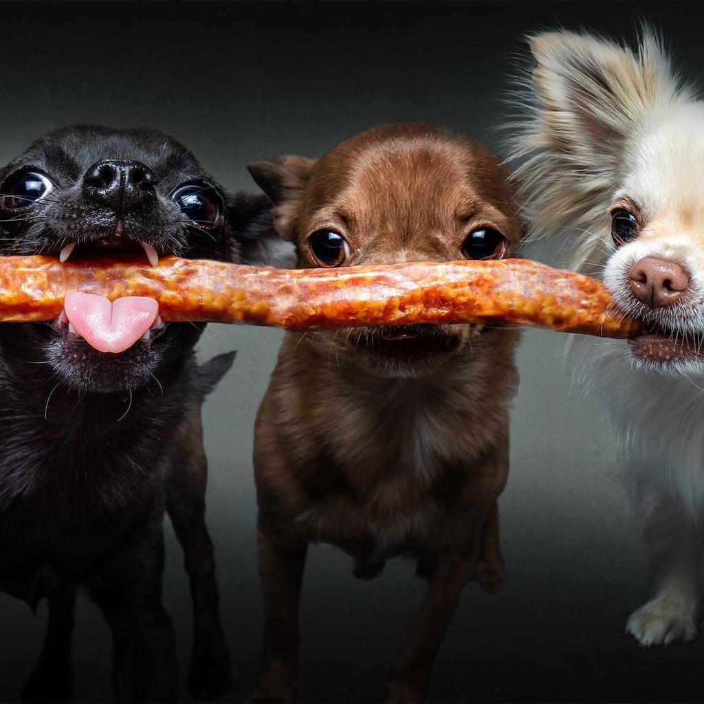 Dogs Catching Treats Photo Series