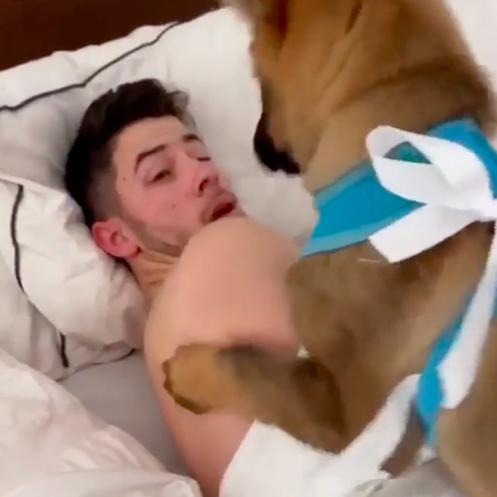 Priyanka Chopra Gave Nick Jonas A Dog For Their Anniversary Popsugar Celebrity My dog, lily, is something else. priyanka chopra gave nick jonas a dog