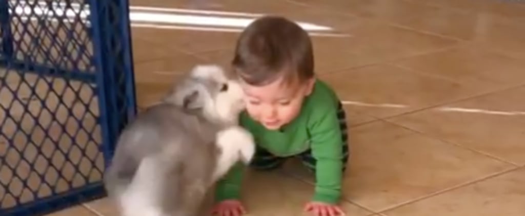 Video of Puppy Who Loves Children