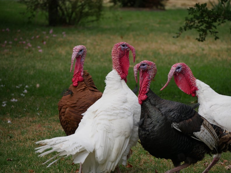 Thanksgiving was a peaceful gathering of Pilgrims and Native Americans.