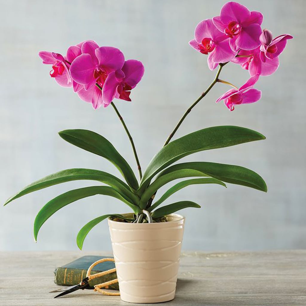 best indoor flower plants for beginners | popsugar home uk