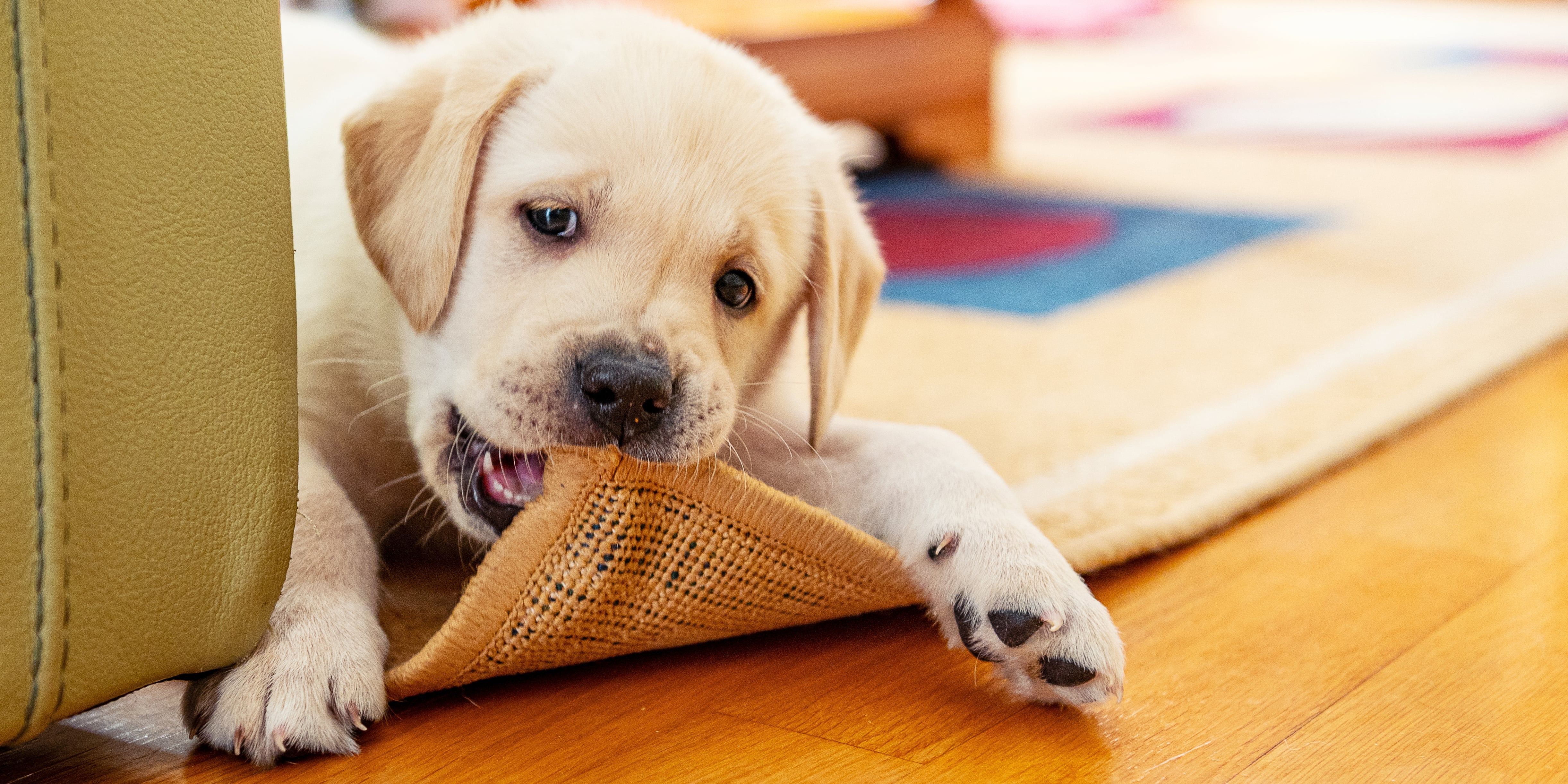 Should I Get Rid of My Dog If It Bites My Child? - Vimarsana News