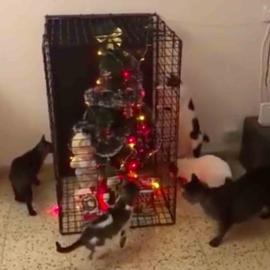 How to Keep Pets Away From the Christmas Tree