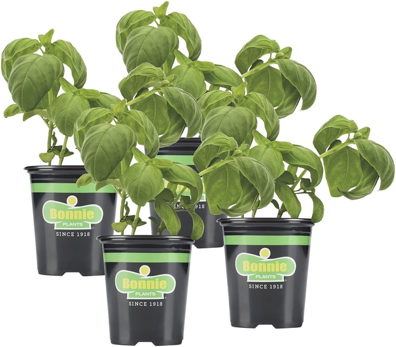 Basil Plants