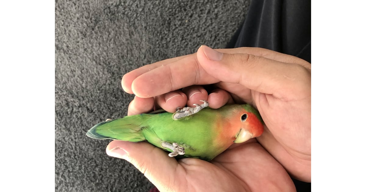 Lovebirds as pets hotsell