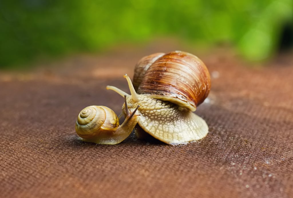 Snail Facials