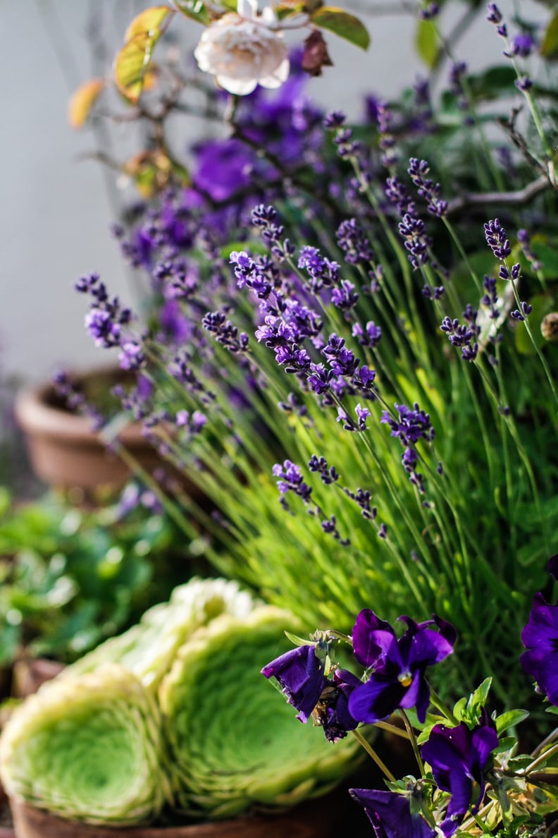 Munstead Lavender