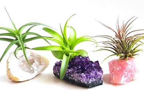 For the Globe-Trotting Adventurer: Air Plants