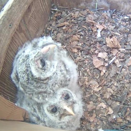 Baby Owls Video