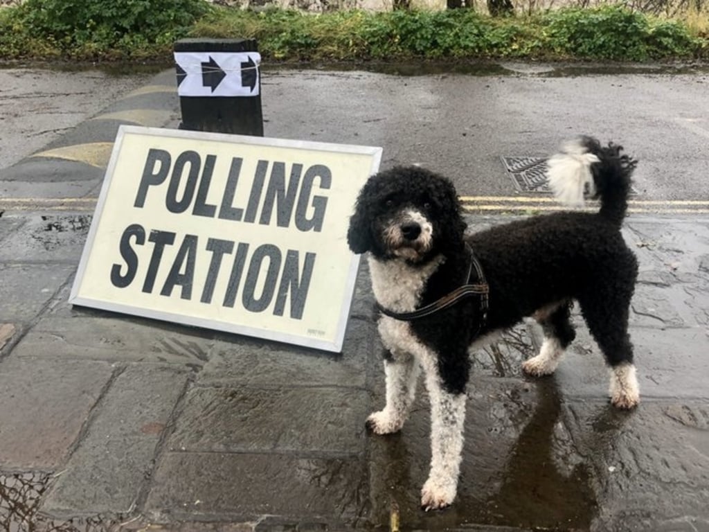 Cutest Dogs at the 2019 UK General Election Polling Stations