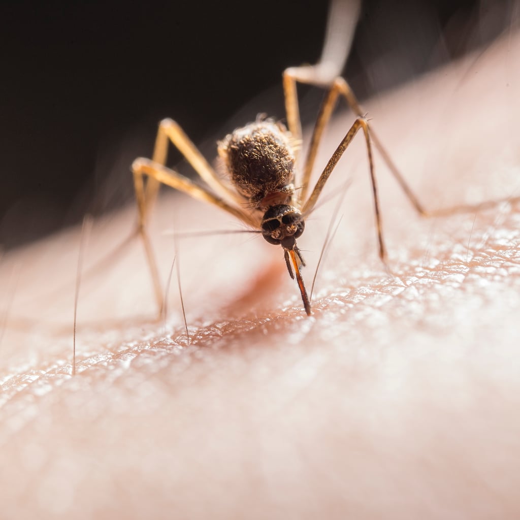 Malaria Is Spreading in Texas and Florida. Should You Be Concerned?