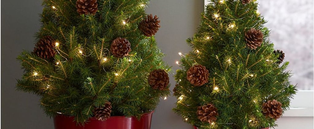 Best Live Tabletop Christmas Trees | 2022