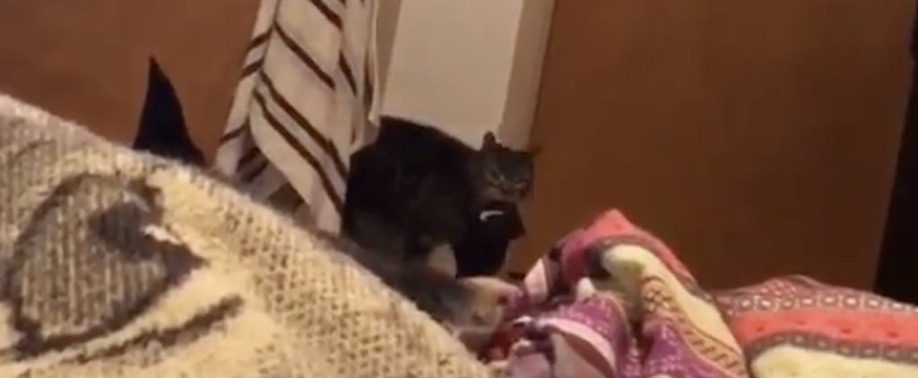 This Cat Said "Hello" and "Hi," and His Owner Answered Like Nothing Was Weird